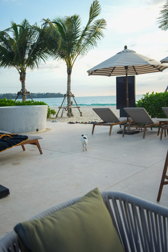 バンヤンツリープーケットRAVA BEACH CLUBにいた犬